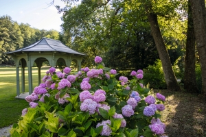 Pinkfarbene Hortensienblüten vor einem Pavillon in einem Arboretum.