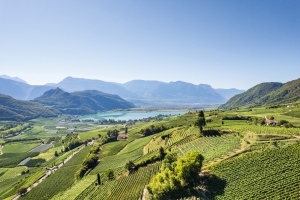 Weinberge mit Blick auf einen See und Berge im Hintergrund bei klarem Himmel.