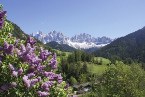 Landschaft mit Bergen, grünen Wiesen und blühenden lila Blumen im Vordergrund