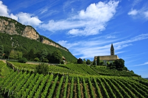 Weinberge mit Kirche und Berglandschaft im Hintergrund bei blauem Himmel.