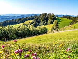 Grüne Wiesen und bewaldete Hügel am Pfänder unter klarem Himmel.