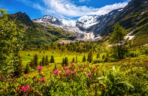 Berglandschaft mit Alpengipfeln, saftigem Grün und blühender Alpenrosenwiese.