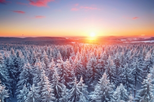 Verschneiter Wald bei Sonnenaufgang im Winter.