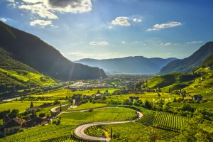Landschaft mit grünen Weinbergen und kurviger Straße im Sonnenlicht.