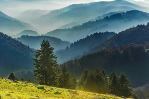Berglandschaft mit Bäumen im Nebel und Sonnenlicht.