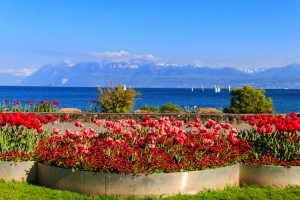 Bunte Frühlingstulpen in Morges vor dem Hintergrund der Alpen und des Genfersees.