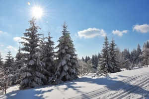 Verschneite Landschaft mit Tannenbäumen unter blauem Himmel und strahlender Sonnenschein.