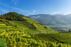 Weinberge an einem sonnigen Hang mit Hügeln im Hintergrund