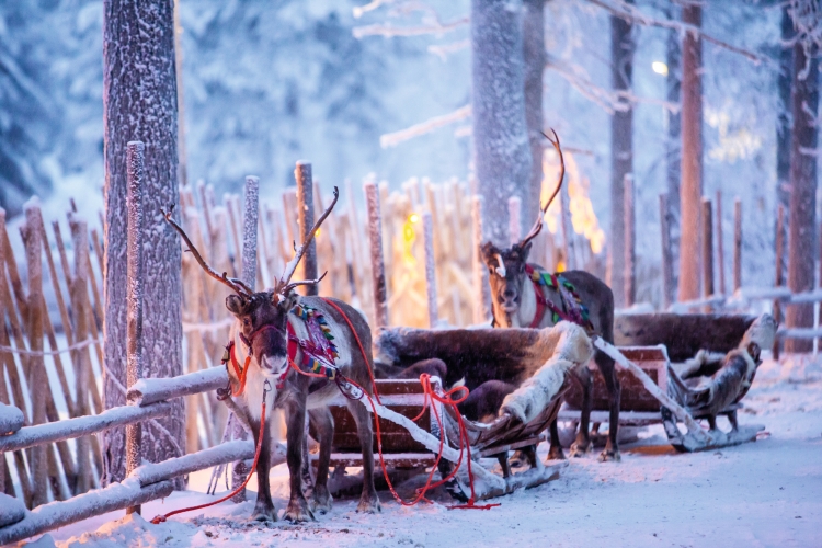 Rentiere, die im verschneiten Winterwald von Rovaniemi, Lappland, einen Schlitten ziehen.