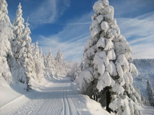 Verschneite Bäume entlang einer Langlaufloipe unter klarem blauen Himmel.