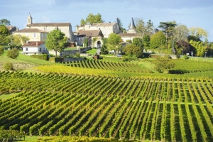 Eine malerische Landschaft mit Weinbergen im Vordergrund, die in gleichmäßigen Reihen verlaufen, und einem kleinen Dorf im Hintergrund, umgeben von Bäumen und historischen Gebäuden unter einem klaren blauen Himmel.