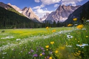 Bergwiese mit bunten Blumen, im Hintergrund majestätische Berggipfel und blauer Himmel.