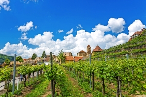 Weinberg mit Dorf und Kirche im Hintergrund unter blauem Himmel mit Wolken.